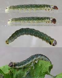 Attēlu rezultāti vaicājumam “Lozotaenia forsterana”