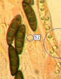 Attēlu rezultāti vaicājumam “Xylaria polymorpha”