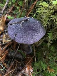 Attēlu rezultāti vaicājumam “Siphoptychium violaceum macro”