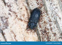 Attēlu rezultāti vaicājumam “Trogossitidae”