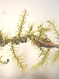 Attēlu rezultāti vaicājumam “Campylium chrysophyllum”