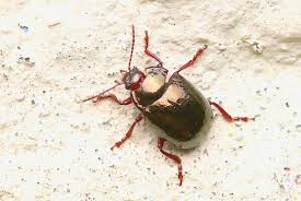 Attēlu rezultāti vaicājumam “Cychramus luteus”