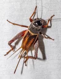 Attēlu rezultāti vaicājumam “Gryllus domesticus”