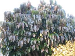 Attēlu rezultāti vaicājumam “Comatricha ellae stalked”