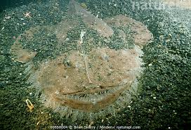 Image result for Lophius americanus