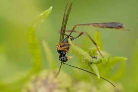 Attēlu rezultāti vaicājumam “Callimorpha dominula larva”