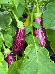Afbeeldingsresultaat voor rosa bianca eggplant