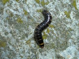 Attēlu rezultāti vaicājumam “Elateridae larva”