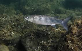 Image result for Chelon labrosus