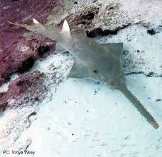 Image result for Pristis pectinata