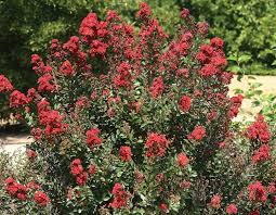 Image result for Lagerstroemia