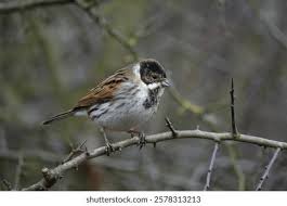 Attēlu rezultāti vaicājumam “Emberiza schoeniclus male”