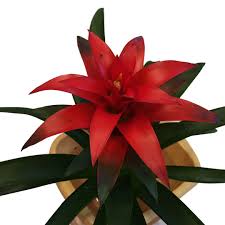 Attēlu rezultāti vaicājumam “Vicia sylvatica leaf”