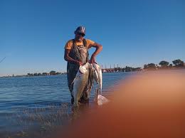 Image result for Pomadasys commersonnii