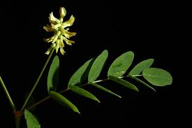 Attēlu rezultāti vaicājumam “Astragalus glycyphyllos leaf”