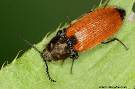 Attēlu rezultāti vaicājumam “Anostirus castaneus”