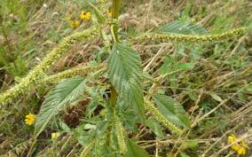 Attēlu rezultāti vaicājumam “Armeria vulgaris leaf”