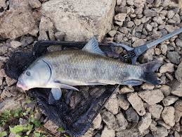 Image result for Ictiobus niger