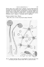 Attēlu rezultāti vaicājumam “Cribraria ferruginea spores”