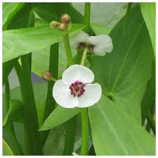 Attēlu rezultāti vaicājumam “Sagittaria sagittifolia leaf”