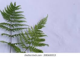 Attēlu rezultāti vaicājumam “Pteropsida”