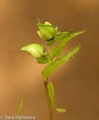 Attēlu rezultāti vaicājumam “Melampyrum pratense leaf”