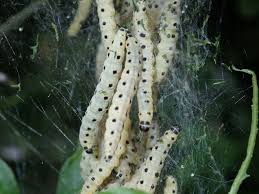 Attēlu rezultāti vaicājumam “Yponomeuta malinellus / cagnagella larva”