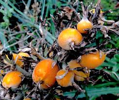 Attēlu rezultāti vaicājumam “Bromopsis inermis fruit”