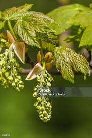 Attēlu rezultāti vaicājumam “Acer pseudoplatanus flower”