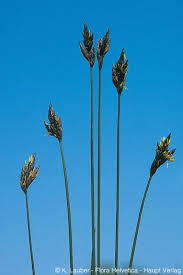 Attēlu rezultāti vaicājumam “Carex praecox”