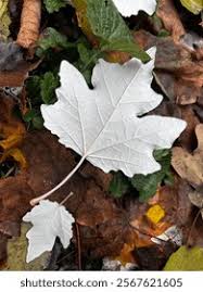 Attēlu rezultāti vaicājumam “Populus x petrowskyana leaf”