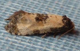 Attēlu rezultāti vaicājumam “Cochylis dubitana”