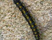 Attēlu rezultāti vaicājumam “Callimorpha dominula larva”