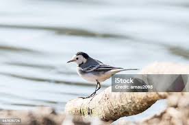 Attēlu rezultāti vaicājumam “Motacilla alba”