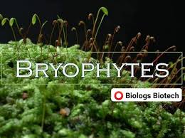 Attēlu rezultāti vaicājumam “Dicranella staphylina cells”