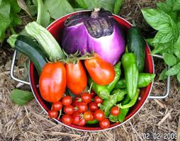 Afbeeldingsresultaat voor melanzana prosperosa eggplant