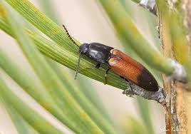 Attēlu rezultāti vaicājumam “Ampedus balteatus”