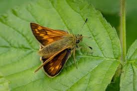 Attēlu rezultāti vaicājumam “Ochlodes sylvanus”