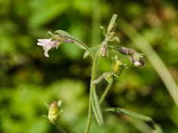 Attēlu rezultāti vaicājumam “Microrrhinum minus leaf”