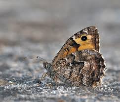 Attēlu rezultāti vaicājumam “Hipparchia semele”