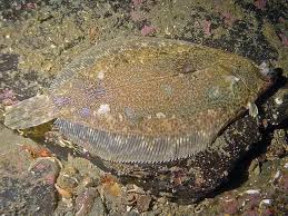 Image result for Microstomus kitt