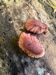 Attēlu rezultāti vaicājumam “Symphytocarpus flaccidus spores”