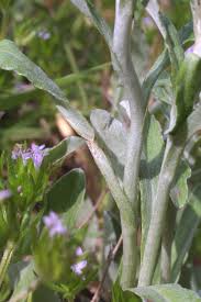 Attēlu rezultāti vaicājumam “Cribraria purpurea stalked”