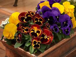 Attēlu rezultāti vaicājumam “Viola tricolor”