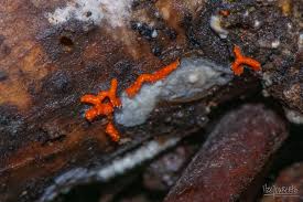 Attēlu rezultāti vaicājumam “Willkommlangea reticulata plasmodium”