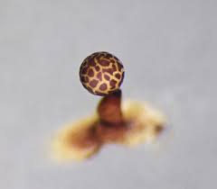 Attēlu rezultāti vaicājumam “Trichia flavicoma macro”