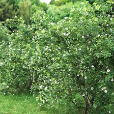 Attēlu rezultāti vaicājumam “Rosa majalis”