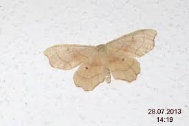 Attēlu rezultāti vaicājumam “Idaea emarginata”