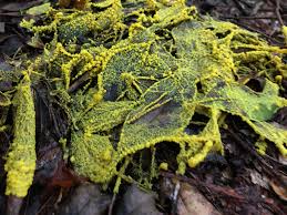 Attēlu rezultāti vaicājumam “Fuligo septica var. rosea spores”