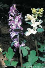 Attēlu rezultāti vaicājumam “Corydalis cava flower”